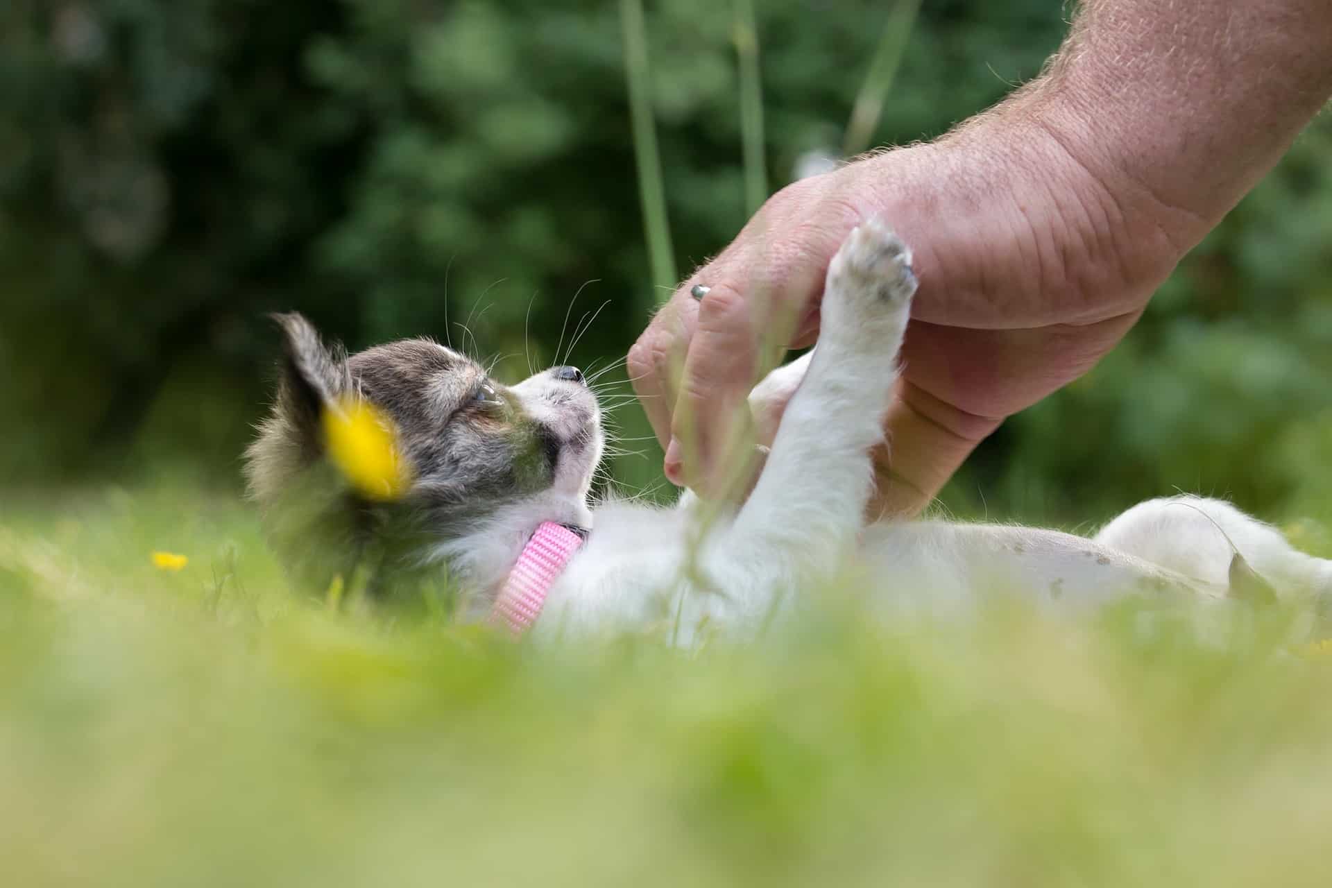 Quel Anti Moustique Pour Les Animaux 21