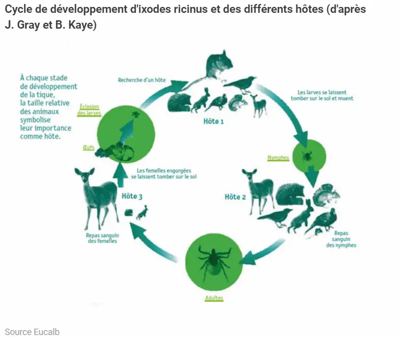 cycle de développement tique