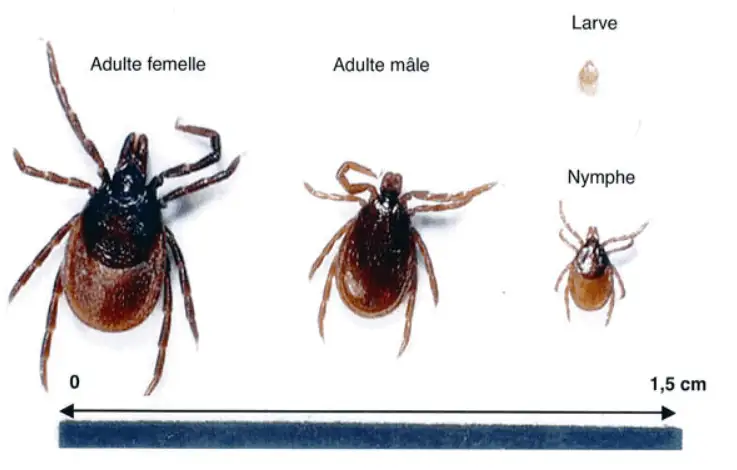 Évolution de la tique selon les 4 stades de son développement